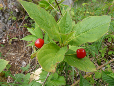 Jeune plant. Agrandir dans une nouvelle fenêtre (ou onglet)